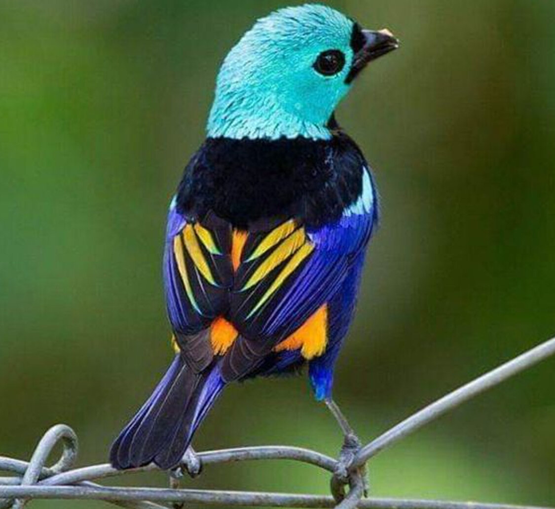 Семицветная танагра