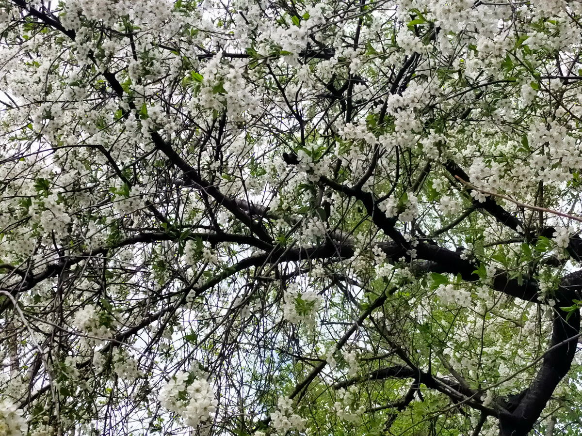 Вишня в Москве, старый двор