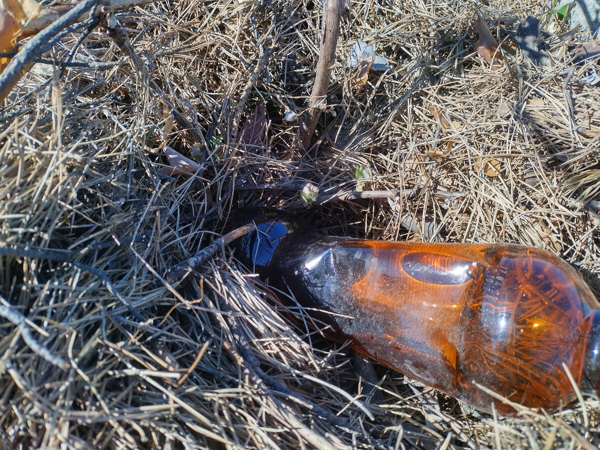 И рядом с побегами на молодых кустиках.