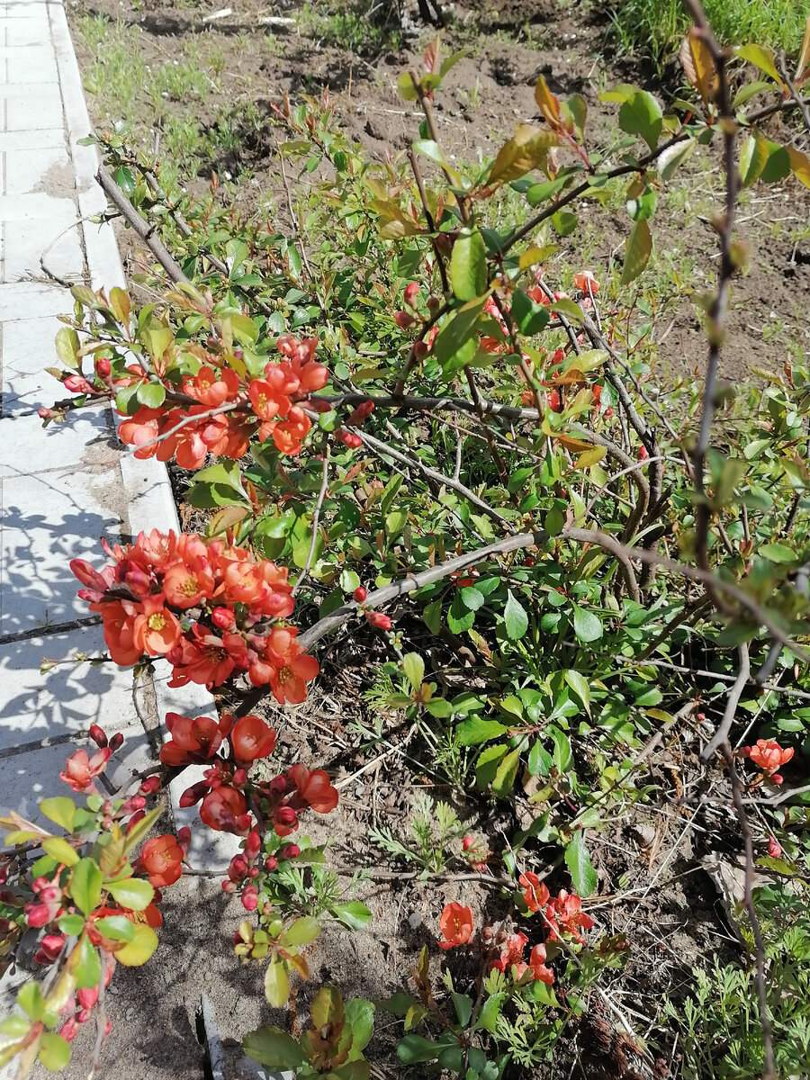 японская айва