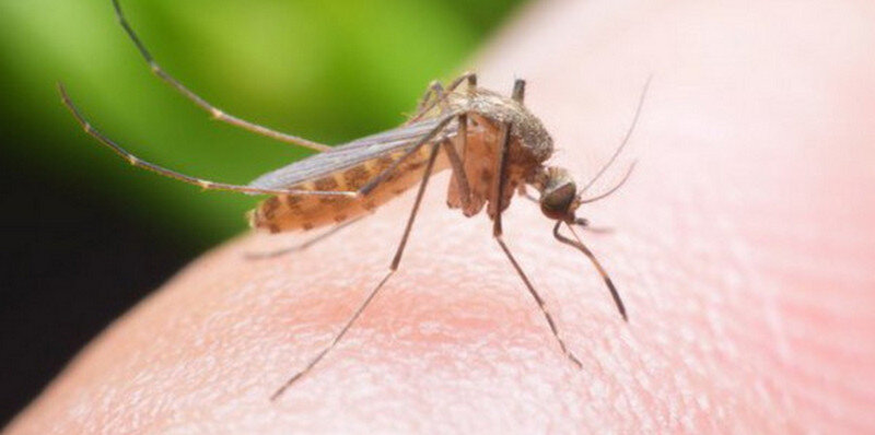 5 способов избежать укуса комара и 8 способов спастись от зуда, если комар уже укусил - gkhyarovoe.ru