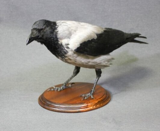 Фото из открытых источников