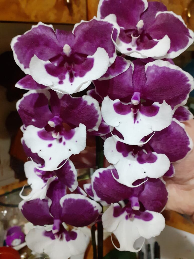 phalaenopsis kaoda Phal. Kaoda Twinkle 'Chocolate Drops' My Green Thumb Pinteres