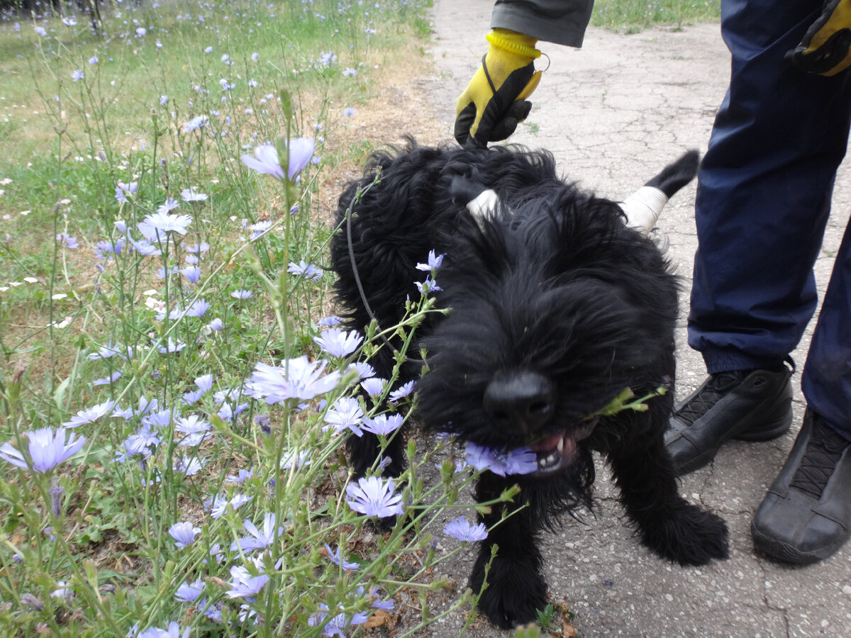 Инструктор Дог-центра Тольятти Роман Шигаев и ризеншнауцер Куба