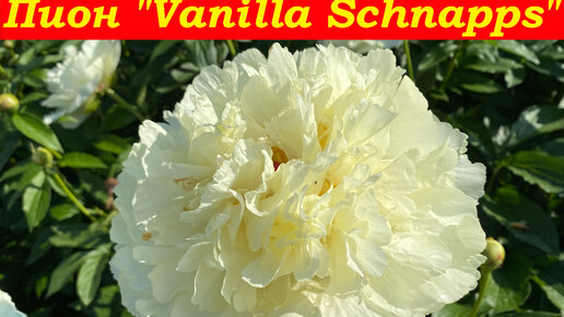 Пион vanilla schnapps фото и описание