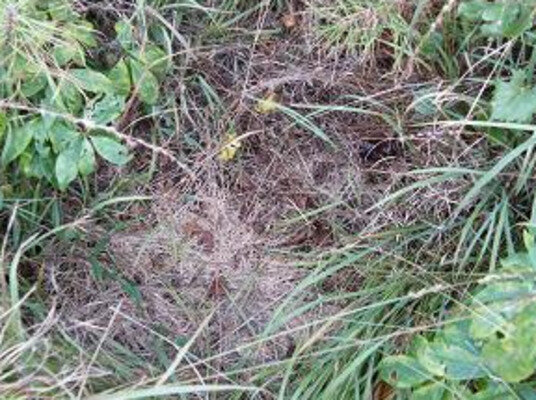 Жители американского города Бат в Северной Каролине часто рассказывают приезжим мистическую историю, произошедшую у них в городе два века назад. В 1813 году в городе жил парень по имени Джесси Эллиот.-3