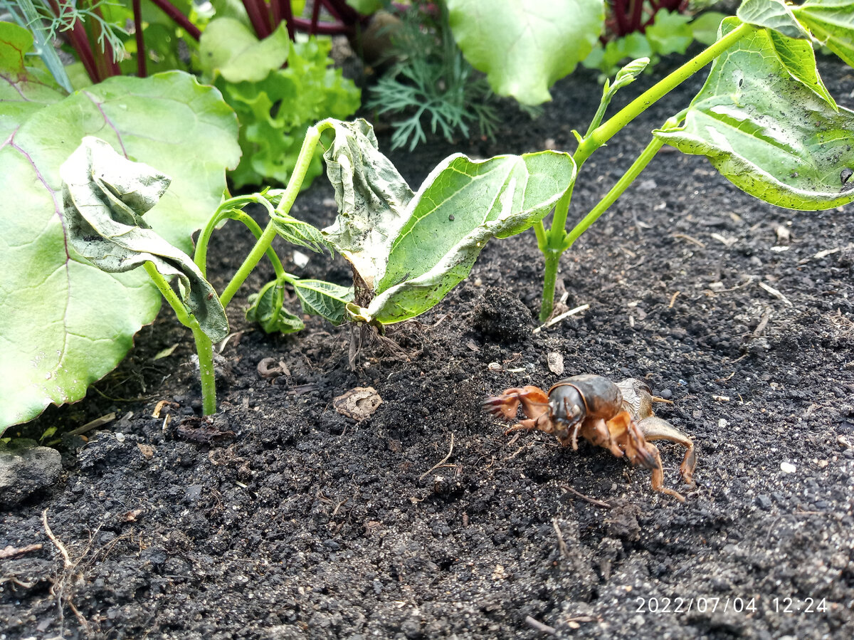 Медведка, как избавиться