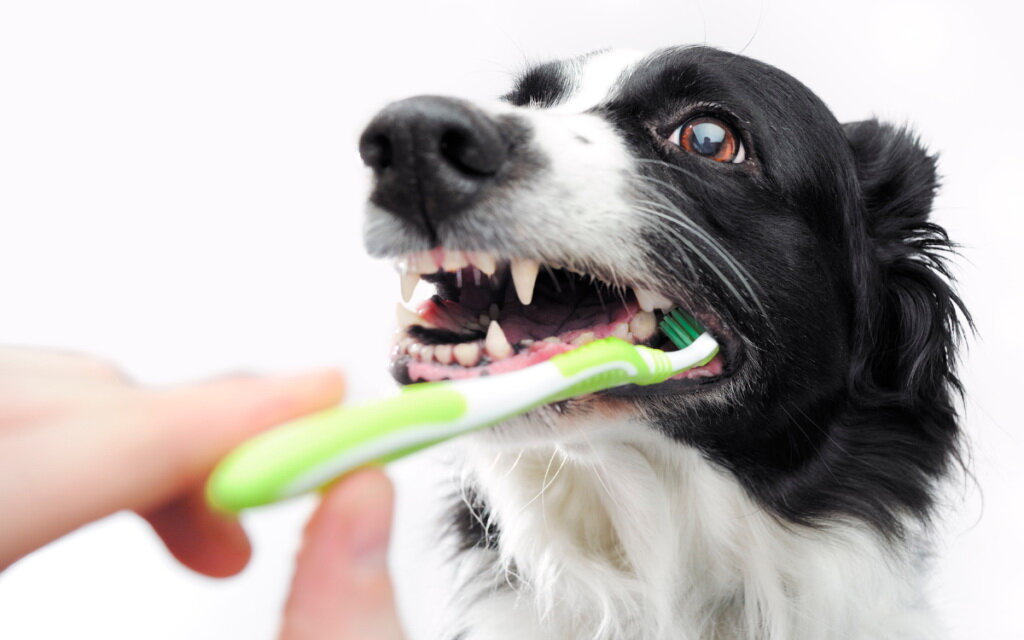 Зачем нужна чистка зубов домашним животным: полезные советы и рекомендации