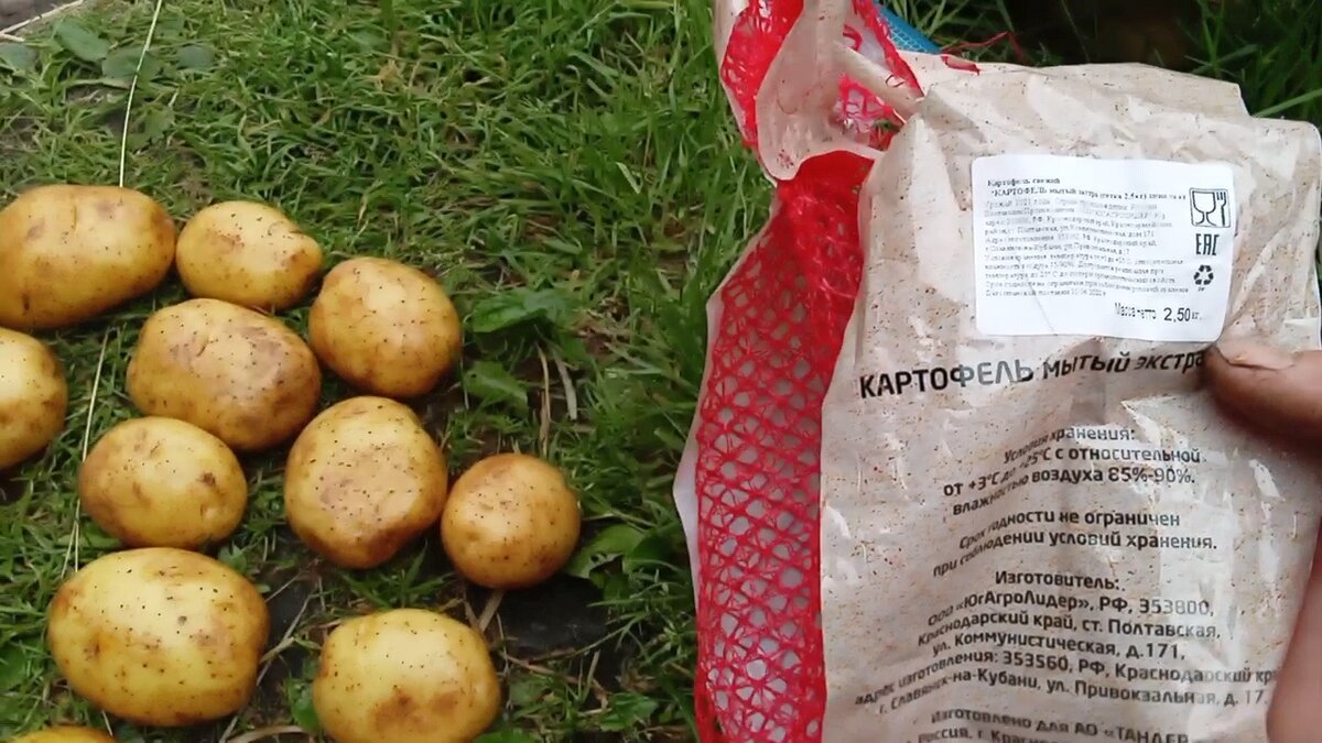 Сколько посаженной картошки 2,5 тонны будет урожая. Урожайность картофеля у двух