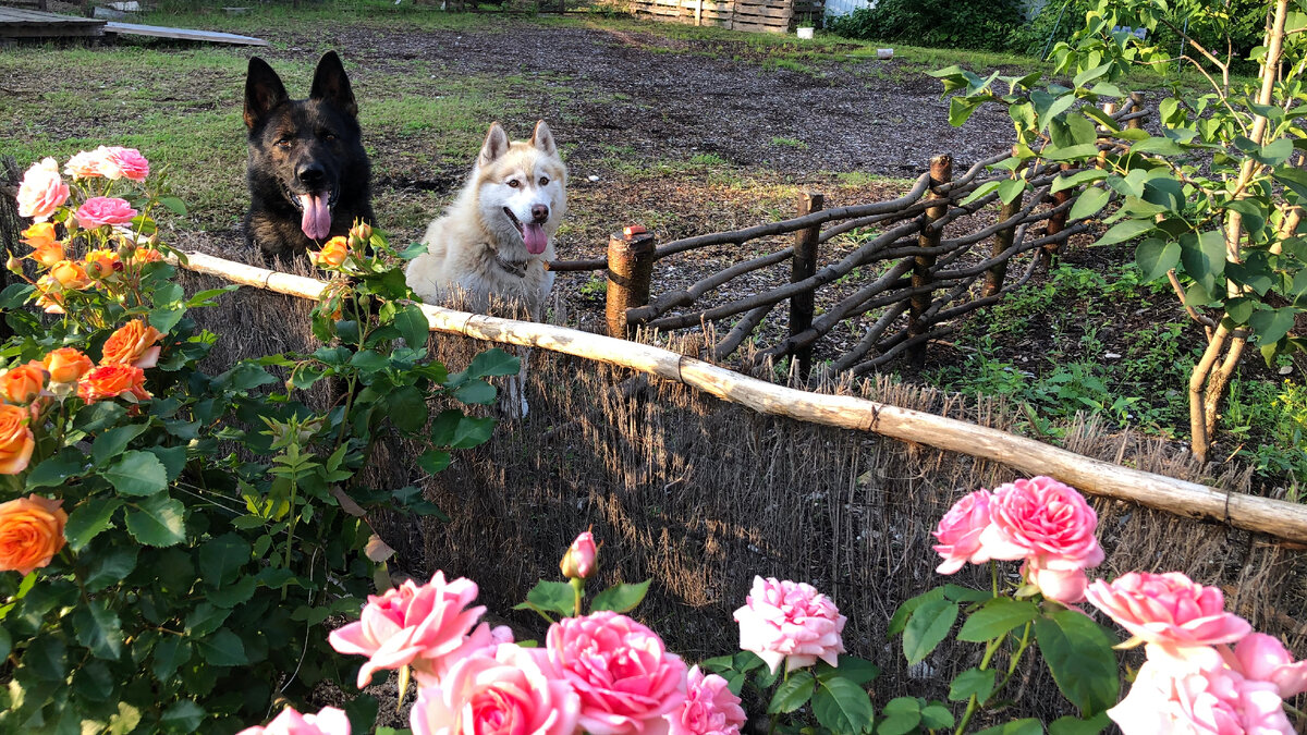 Живая изгородь - эффективное ограждение от собак