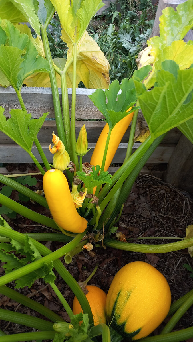 Кабачок Самый - Самый F1 / Галерея, листайте