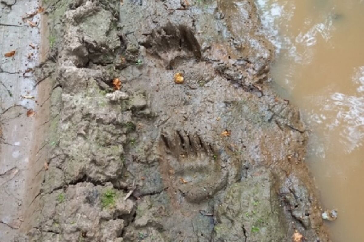    Молодой медведь вышел к деревне в Пермском крае