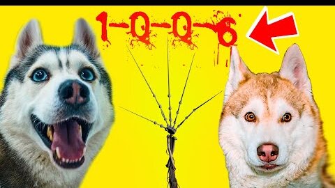 Все серии ПРОТОТИП 1-0-0-6 в РЕАЛЬНОЙ ЖИЗНИ!! (Хаски Бандит) Prototype 1006 говорящая собака