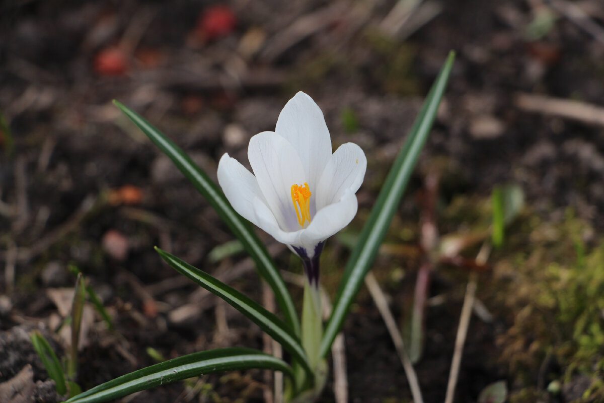 Крокус — один из первых цветов, зацветающих в нашей усадьбе