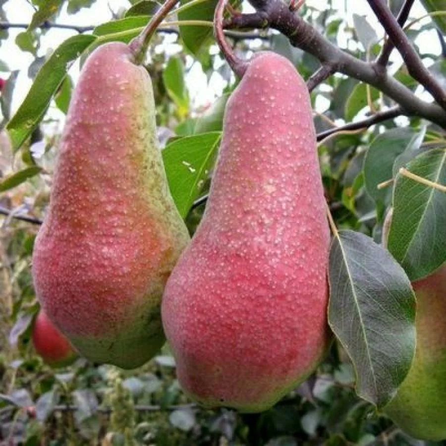 Яковлевская зимняя