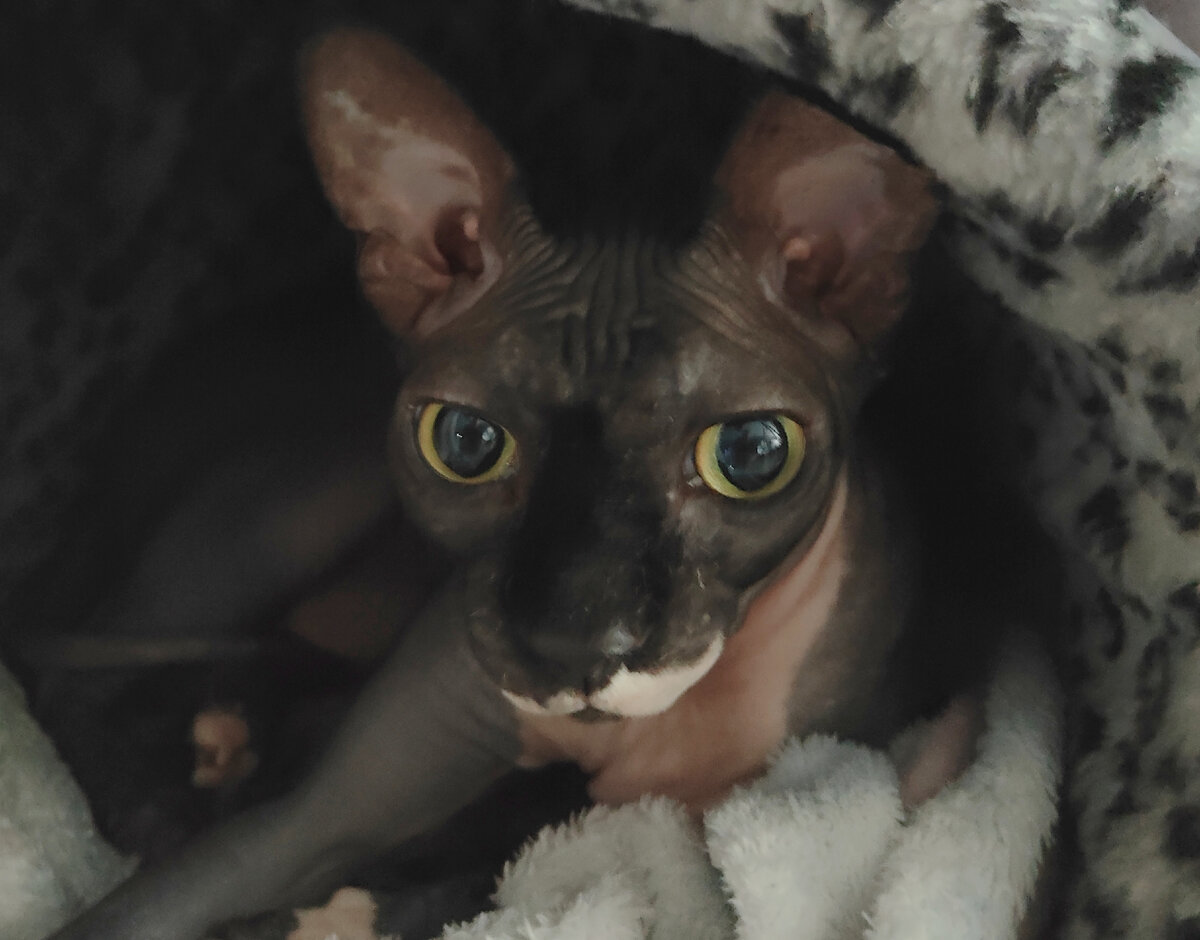 Наш коточеловечек-пришелец.