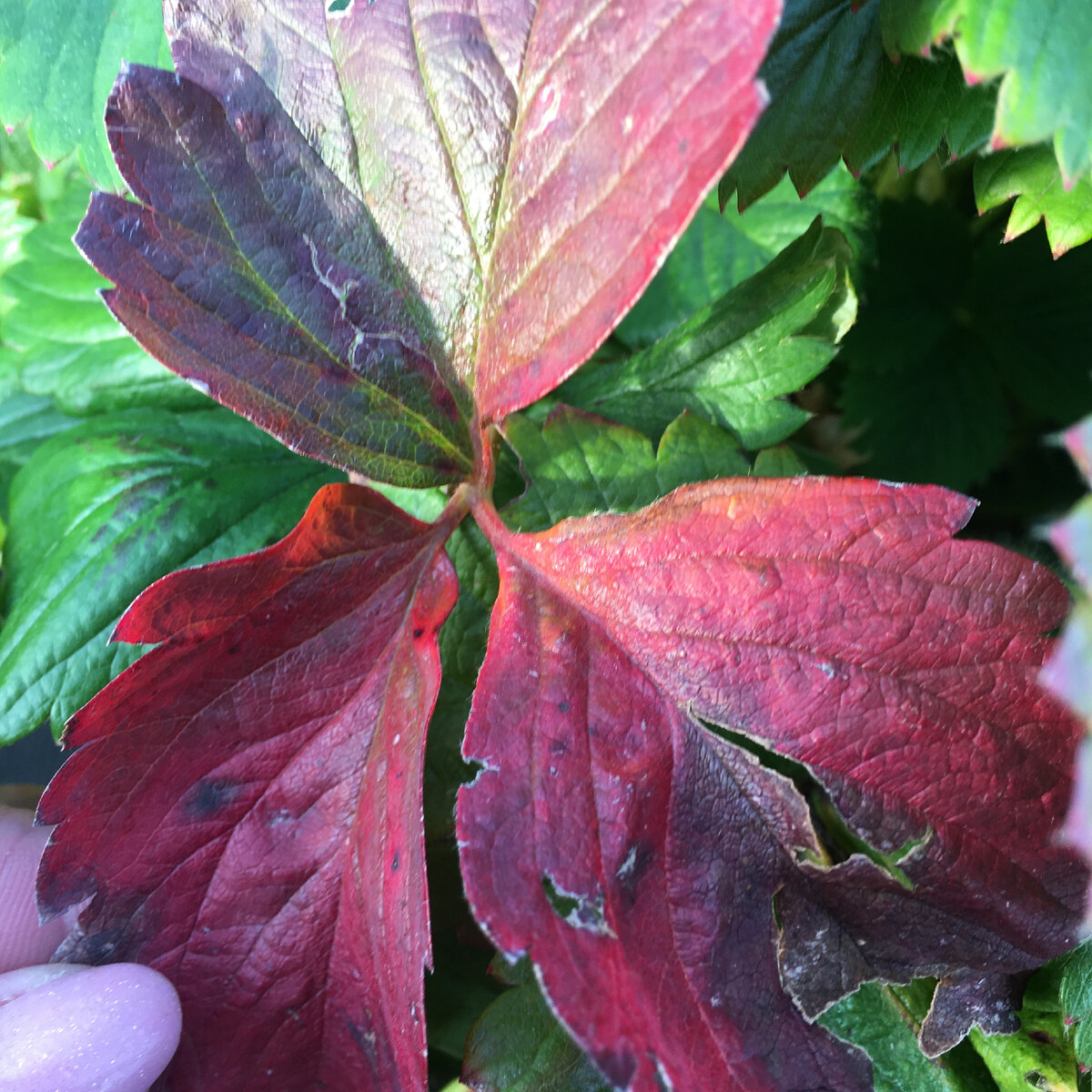 Все покрасневшие и подсохшие листья - остригаем.