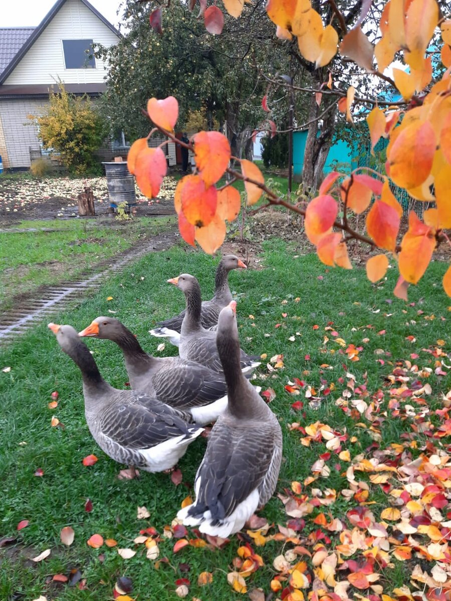 Гусики) В стайке, на прогулке и на руках самый любимый малыш)
