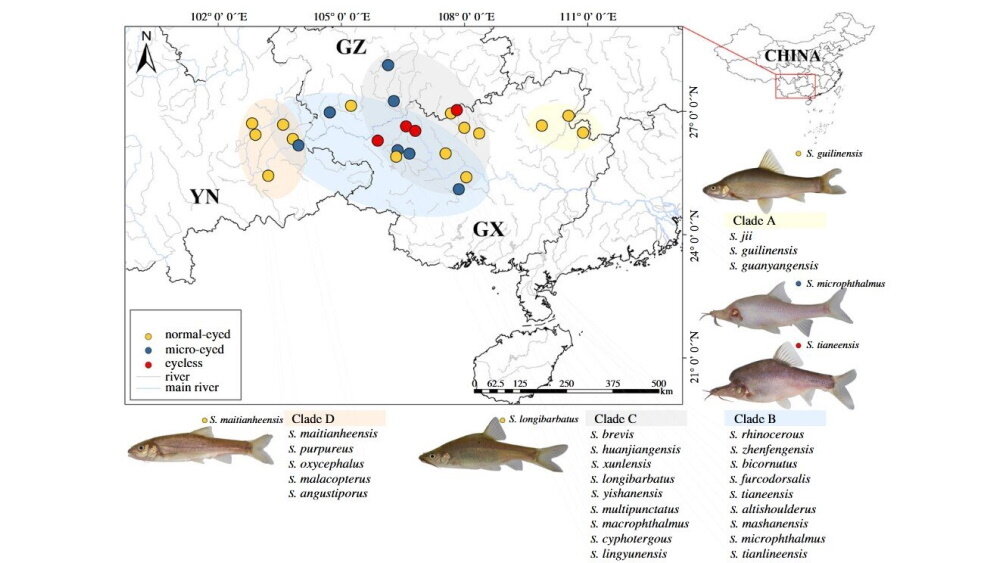   Фото: Bing Chen et al./ Proceedings of the Royal Society B, 2022, Карта мест отбора 26 видов Sinocyclocheilus.