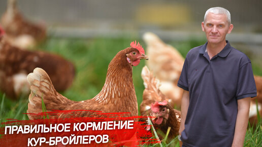 Что важно учитывать при кормлении кур-бройлеров? Какие ошибки в ...