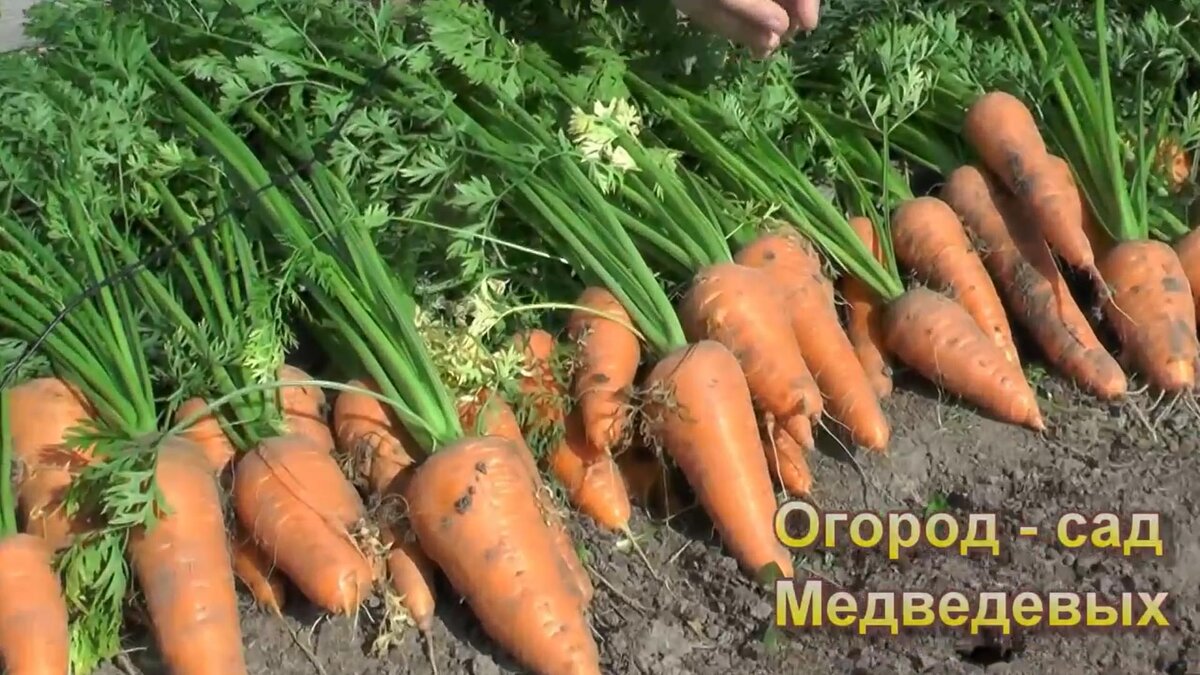 Морковь посеянная весной