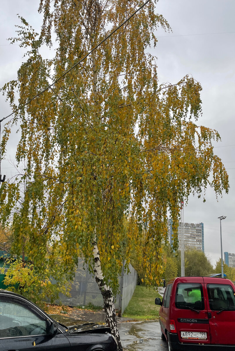 Береза
