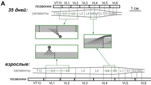 Схема: положение сегментов спинного мозга по отношению к позвонкам для 35-дневных и взрослых животных. Видно нисхождение сегментов T13, L1 и L2 — меняется угол отхождения их корешков, в то время как угол отхождения корешков сегментов L5–L6 не изменяется.