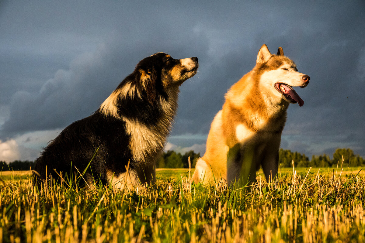 Валька ловит каждое моё слово, Игорь и так всё понимает👌