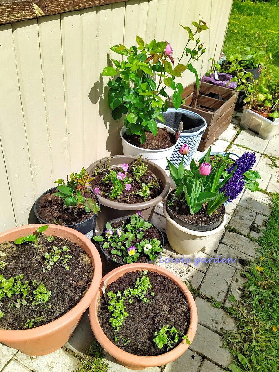 Патио 22 год.