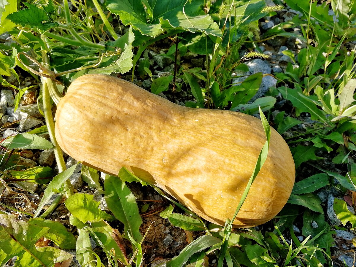    Готовое блюдо   
 
 <\/figcaption>