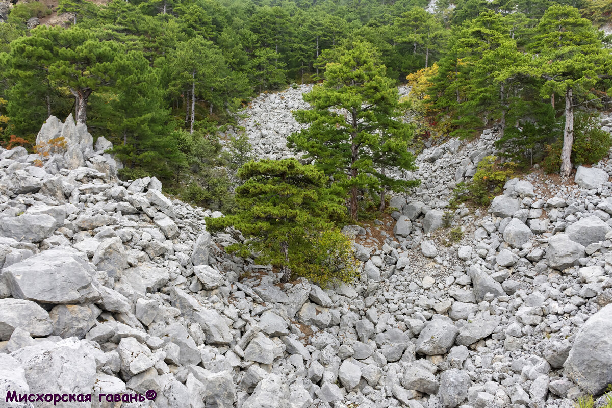 Каменные реки Крыма. Мисхор, каменный хаос горы Лысой. Крымские сосны  раскалывающие камни, растущие на камнях, живущие среди камней 🍎 |  Путешествия без комментариев | Дзен