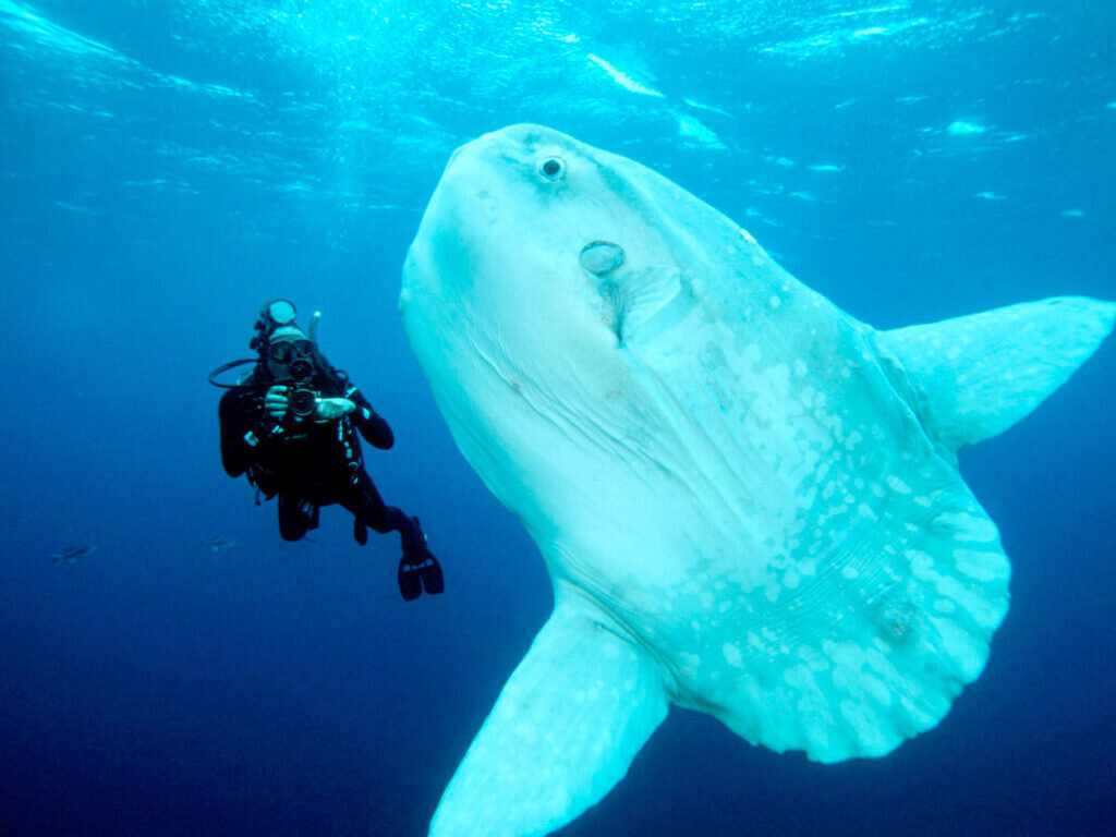 Крупная морская. Обыкновенная Луна-рыба Mola Mola. Рыба Луна мола мола. Sunfish рыба. Солнечная рыба мола мола.