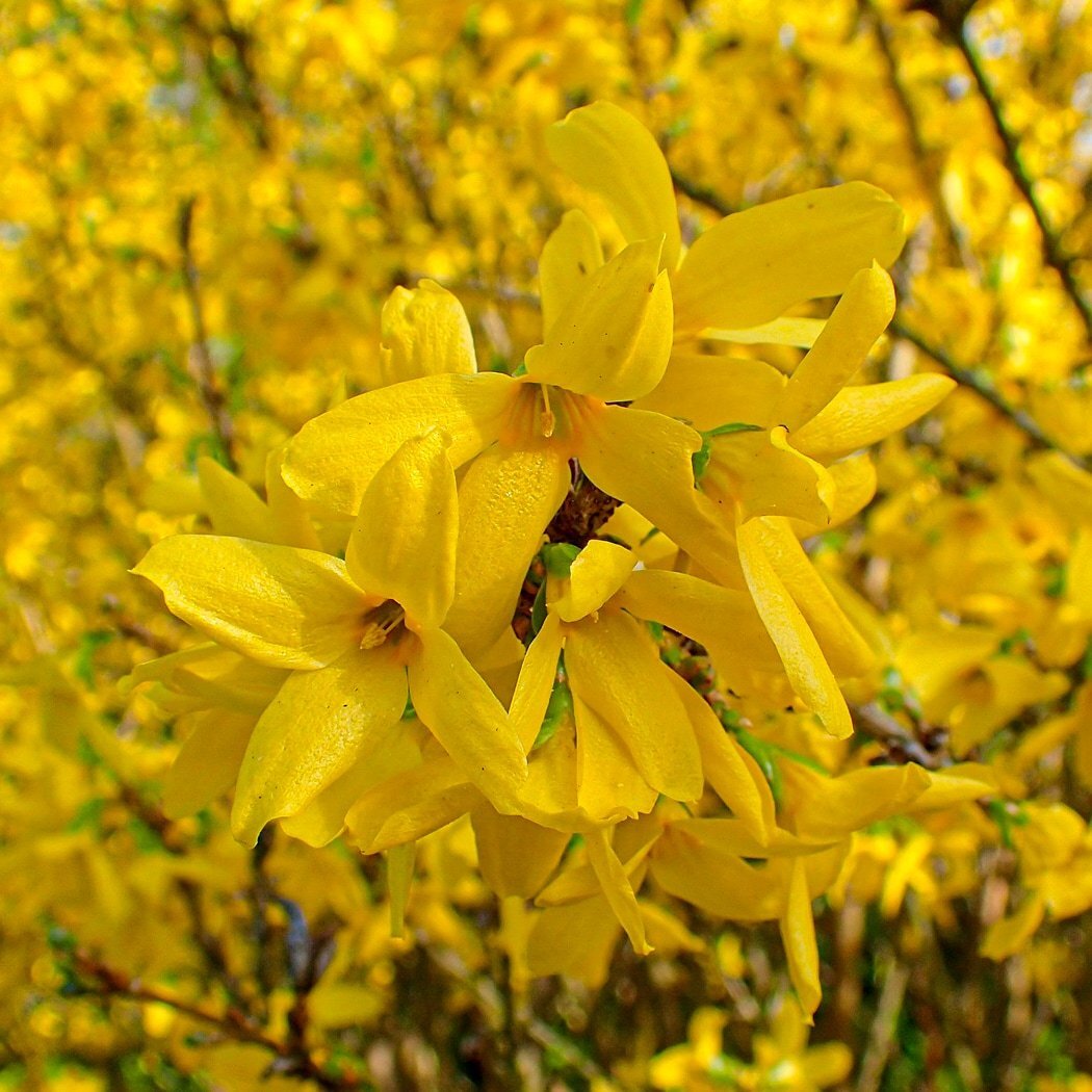 Форзиция промежуточная (Forsythia Intermedia Lynwood c2