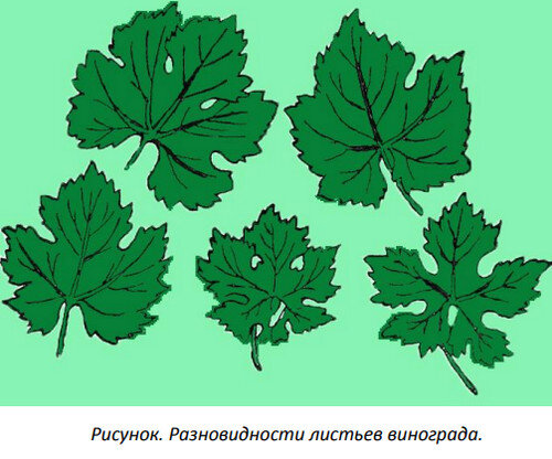 Лист винограда жилкование листа. Строение виноградного листа. Лист винограда тип жилкования. Строение виноградного листа. Трехлопастной лист винограда.