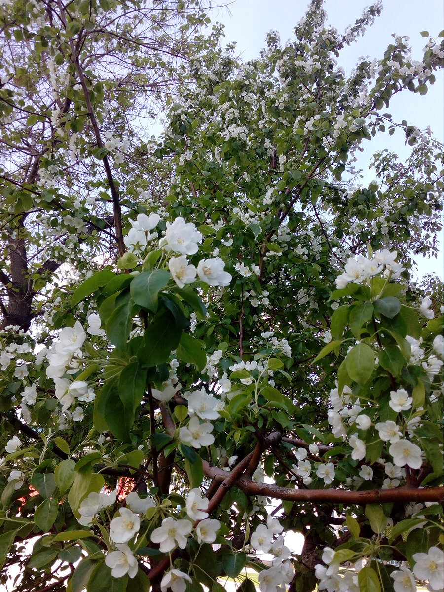 Красота рядом! Мое фото
