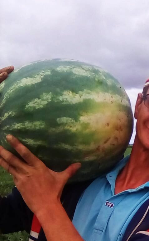Мужчина с трудом несёт один арбуз средней величины!