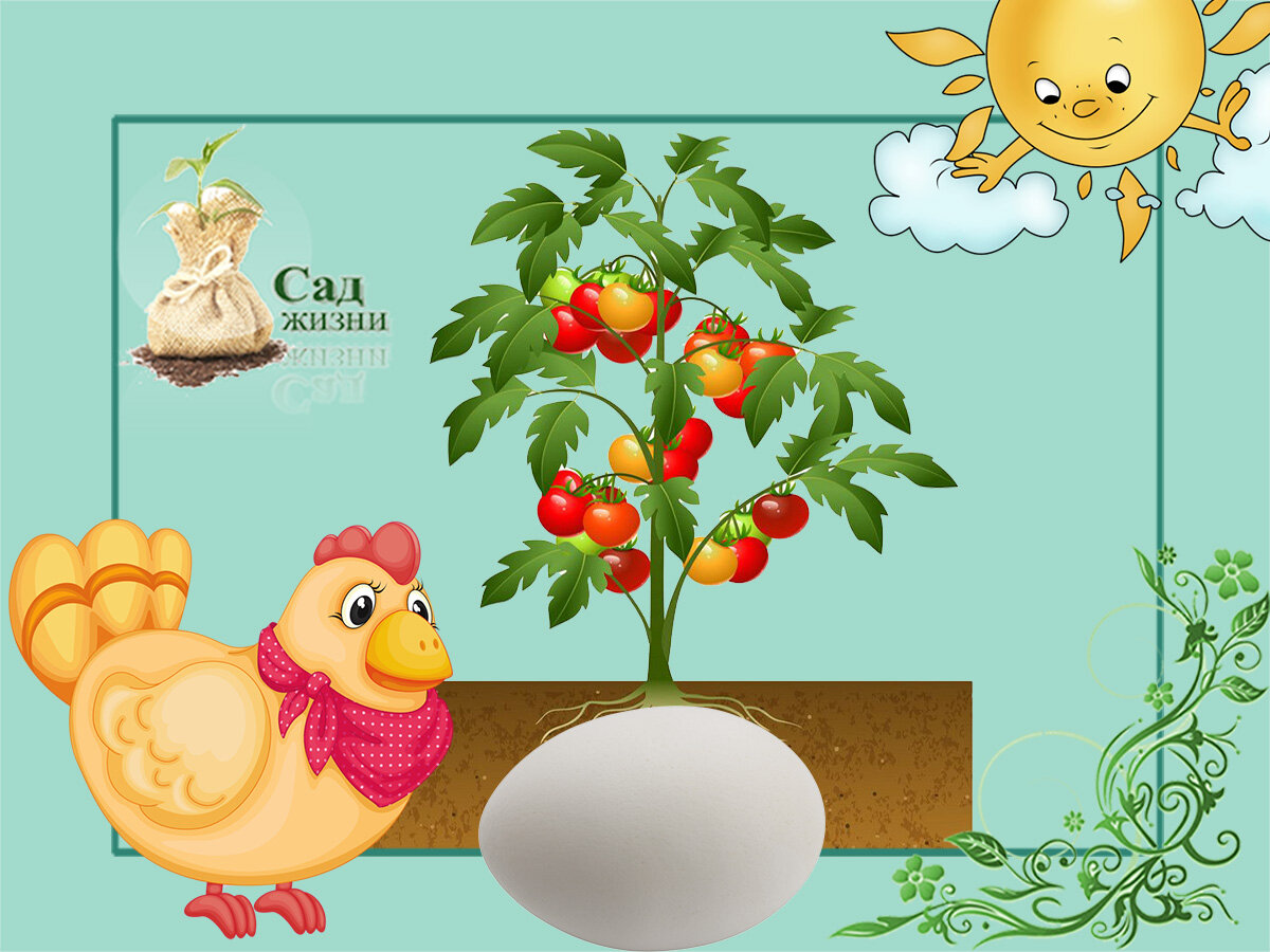 Яйца в томатах - очередной садовый фейк