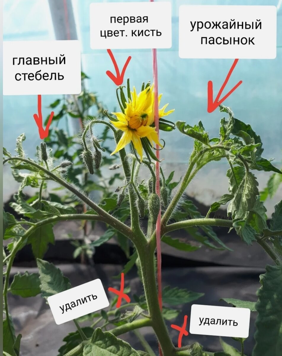 Первая Цветочная кисть у томатов