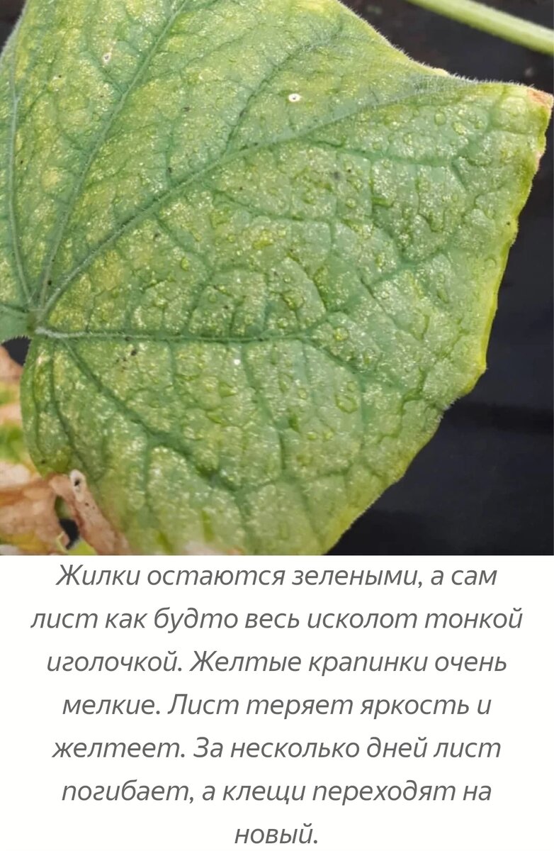 Листья огурцов пораженные паутинным клещом фото