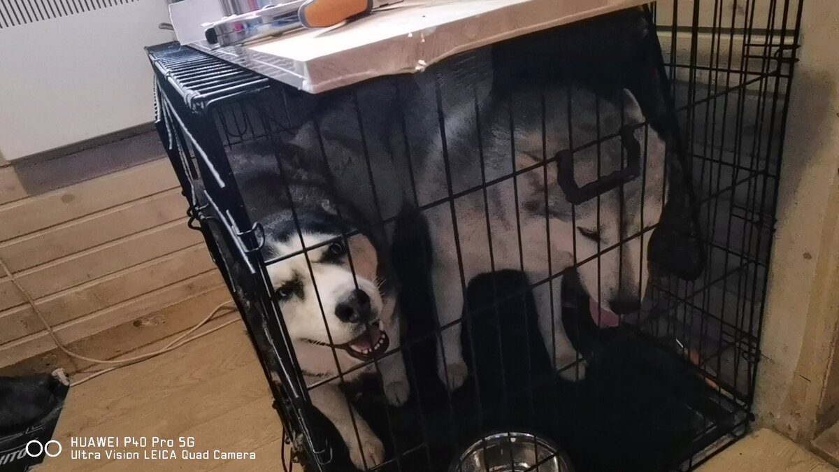 Вот и Сидите теперь в клетке. 