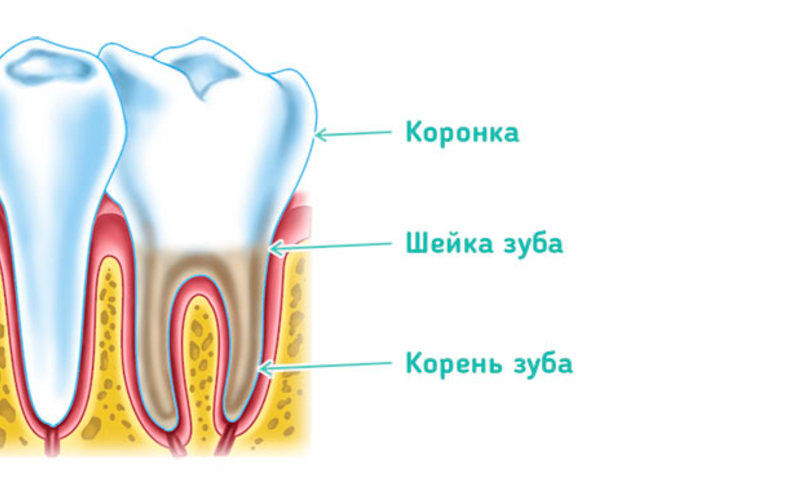 Какую функцию выполняет шейка зуба. Строение зуба коронка шейка корень. Анатомия зуба коронка шейка корень. Коронка шейка и корень зуба. Коронковая и корневая части зуба\.