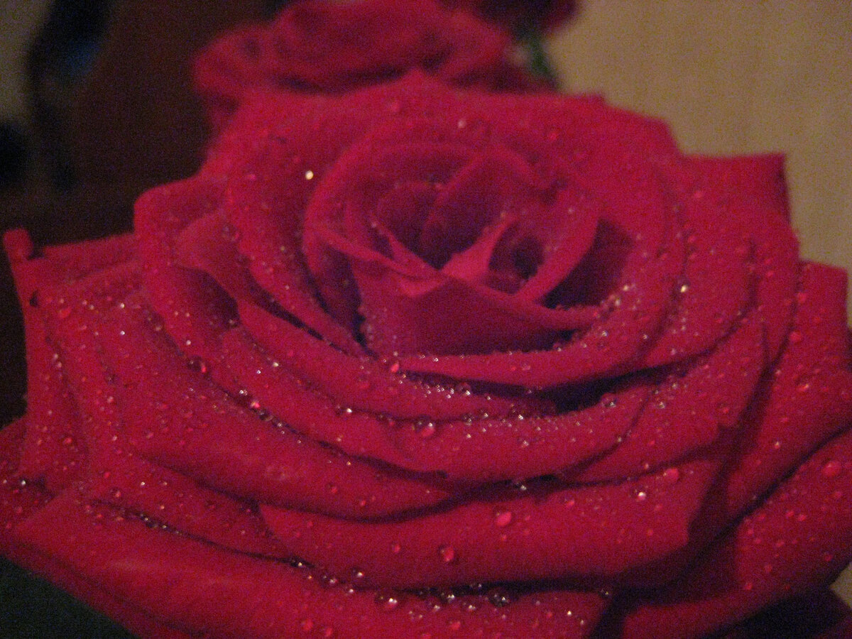 Фото автора. Розы не те самые, но очень похожи