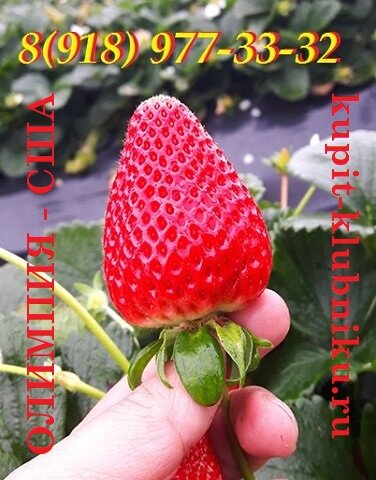 Продавец рассады клубники в Краснодаре.