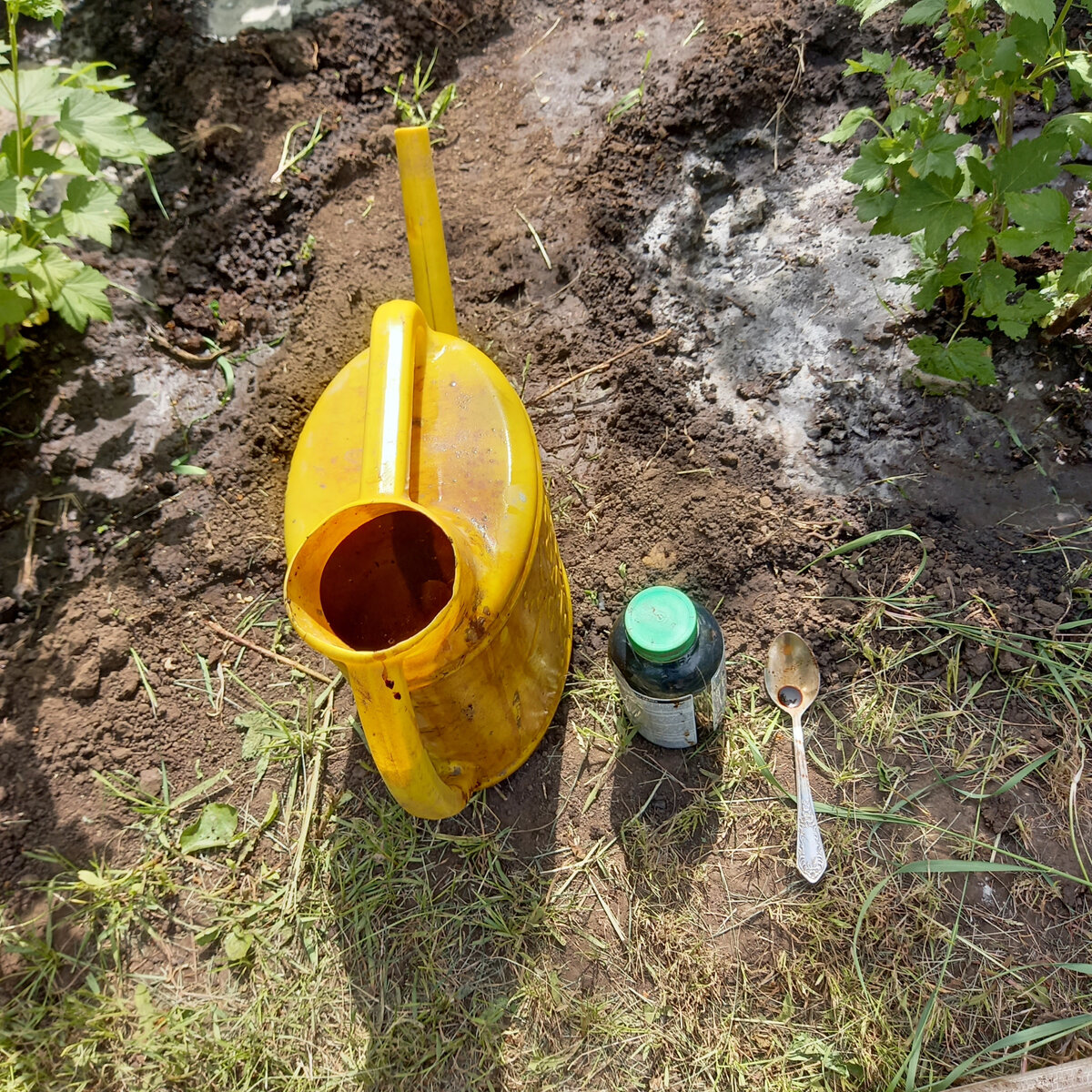 Подкормила гуматом