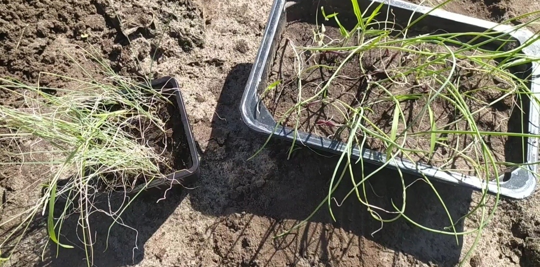 Рассада лука. Слева лук порей. Справа лук Эксибишен.