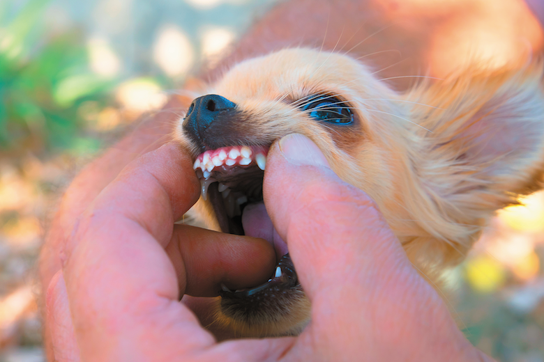 Посмотрите, как выросли зубки у этой крохи