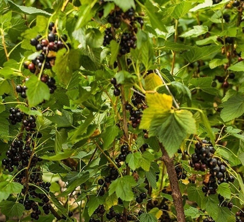 Популярный сорт, устойчивый к холодам. (Фото используется по стандартной лицензии ©hozvopros.com)