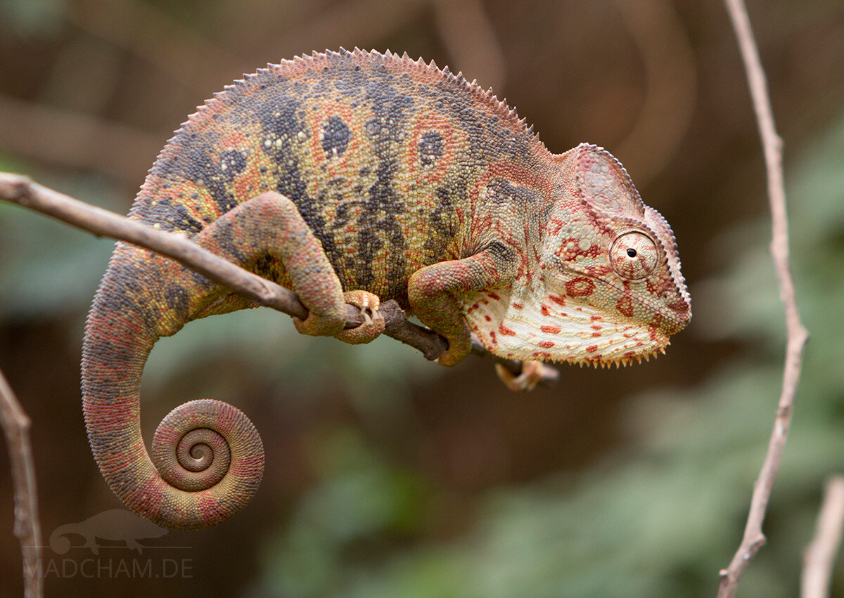 Furcifer oustaleti
