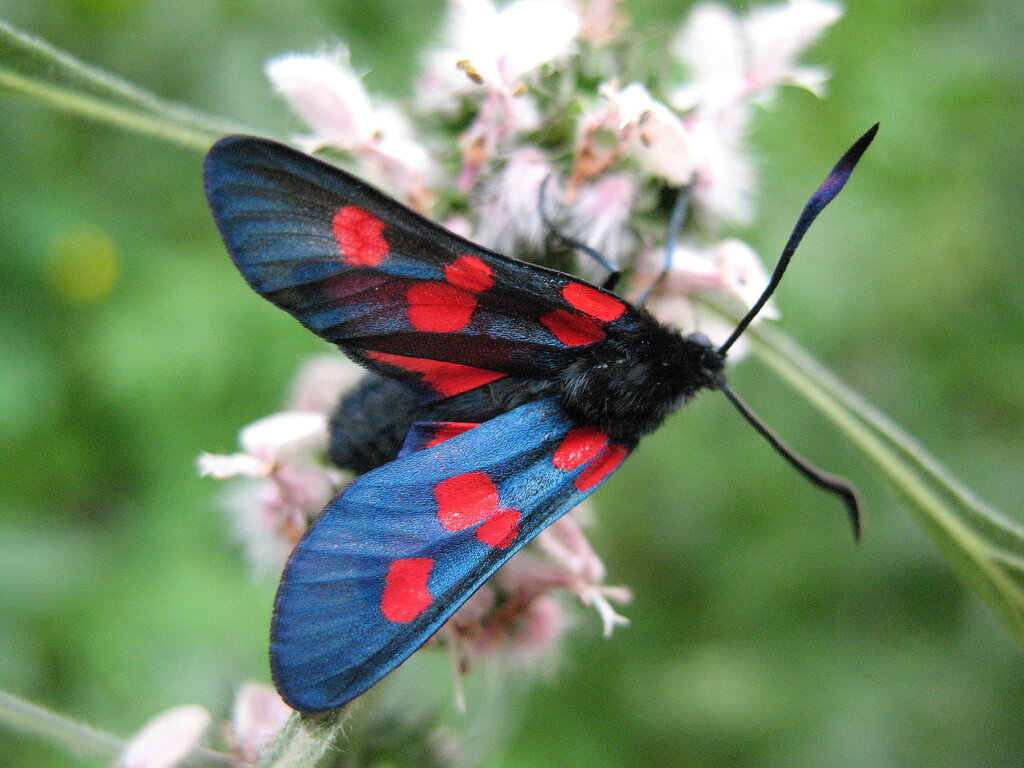 Любовь, Секс и обман в мире насекомых | Mariposa Morena | Дзен