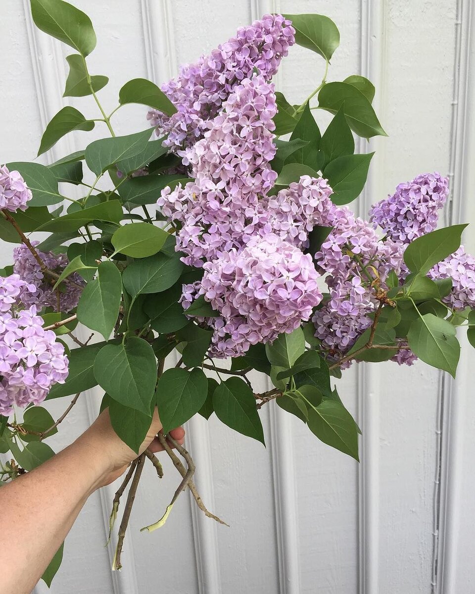 Наша красавица в сомом соку